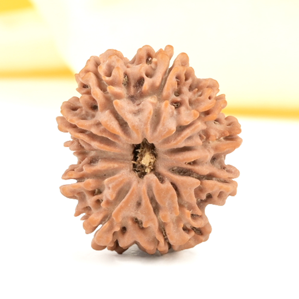 10 Mukhi from Nepal Small - CCCXCIII