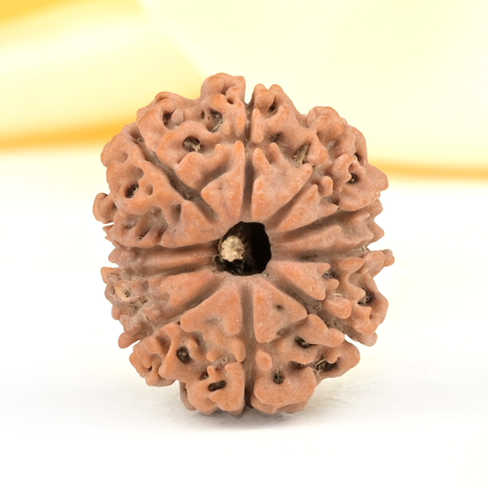 10 Mukhi from Nepal Small - CCCXCIV