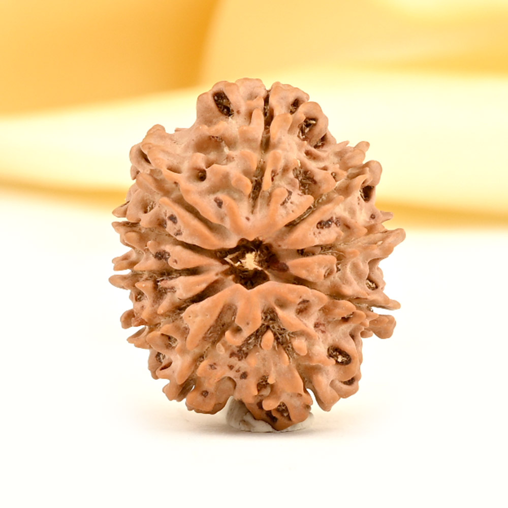 10 Mukhi from Nepal Small - CCCXCVIII