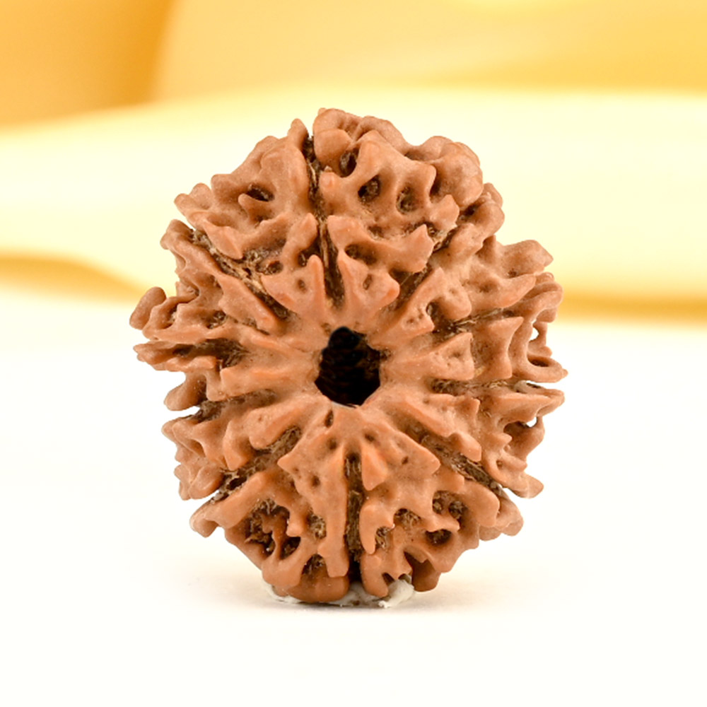 10 Mukhi from Nepal Small - CCCXCIX