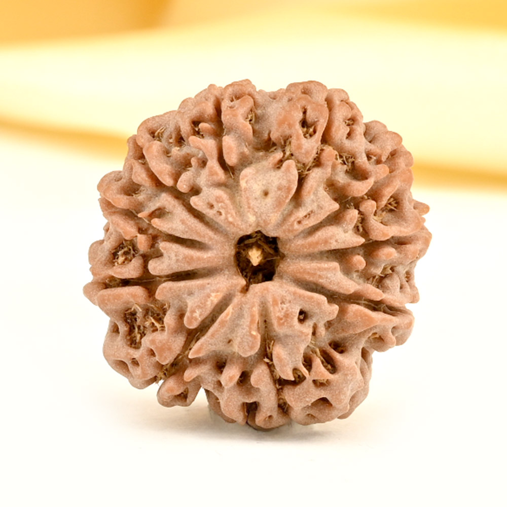 10 Mukhi from Nepal Small - CD