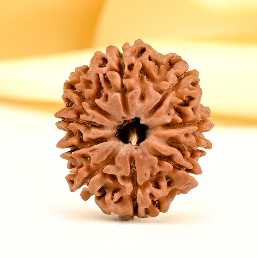 10 Mukhi from Nepal Small - CDI