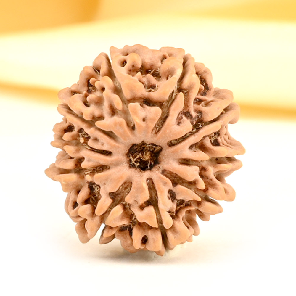 10 Mukhi from Nepal Small - CDII