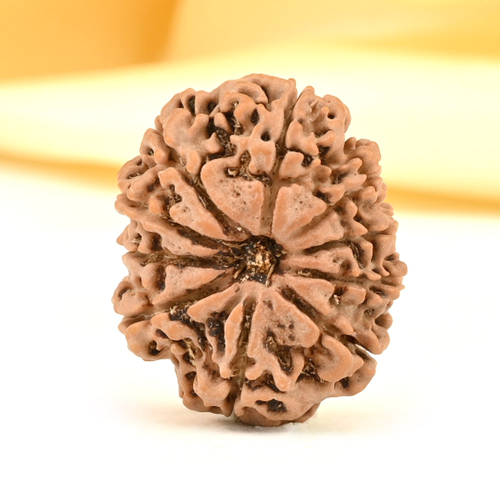 10 Mukhi from Nepal Small - CDIII