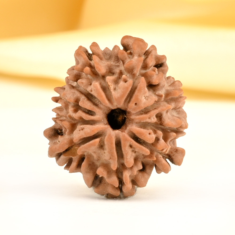 10 Mukhi from Nepal Small - CDV