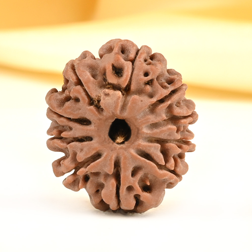 10 Mukhi from Nepal Small - CDVI