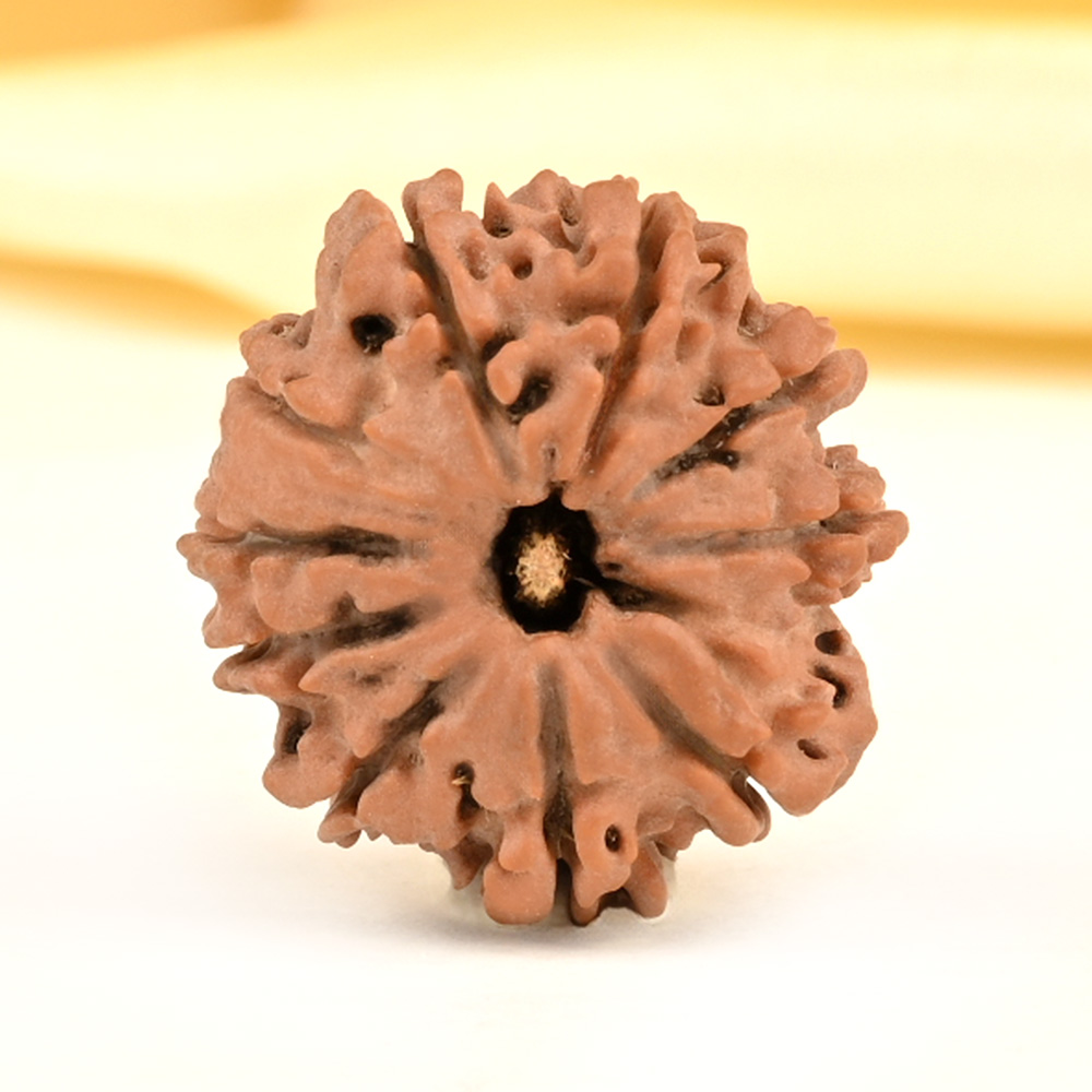 10 Mukhi from Nepal Small - CDVII