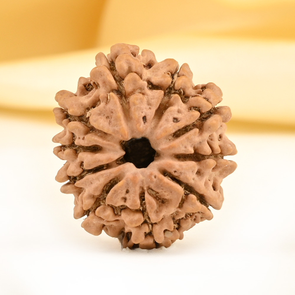 10 Mukhi from Nepal Small - CDVIII