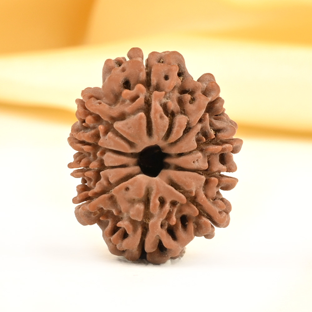 10 Mukhi from Nepal Small - CDIX