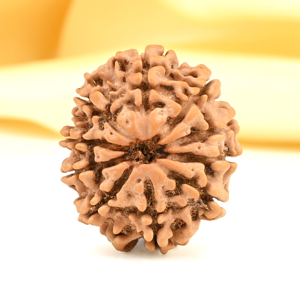 10 Mukhi from Nepal Small - CDX