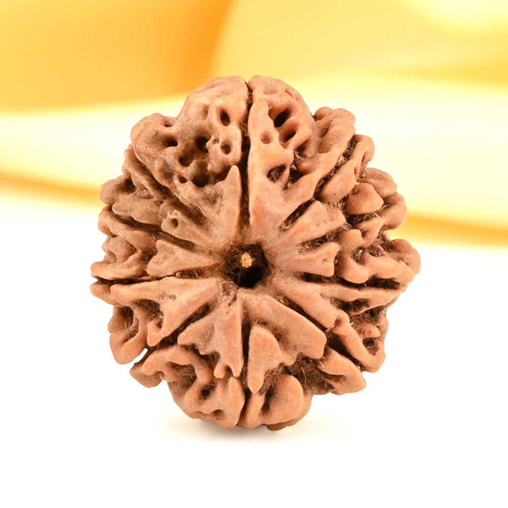 10 Mukhi from Nepal Small - CDXI