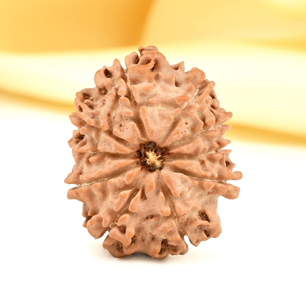 10 Mukhi from Nepal Small - CDXII