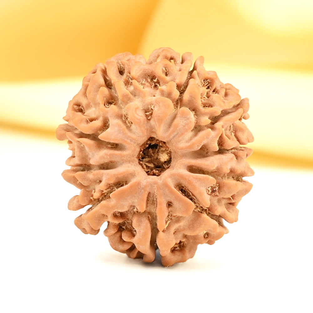 10 Mukhi from Nepal Small - CDXIII