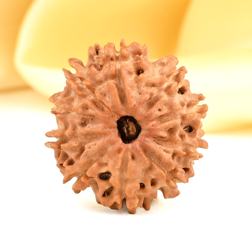 10 Mukhi from Nepal Small - CDXIV