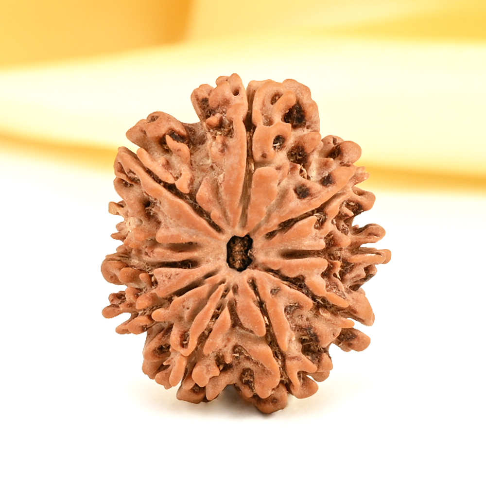 10 Mukhi from Nepal Small - CDXV