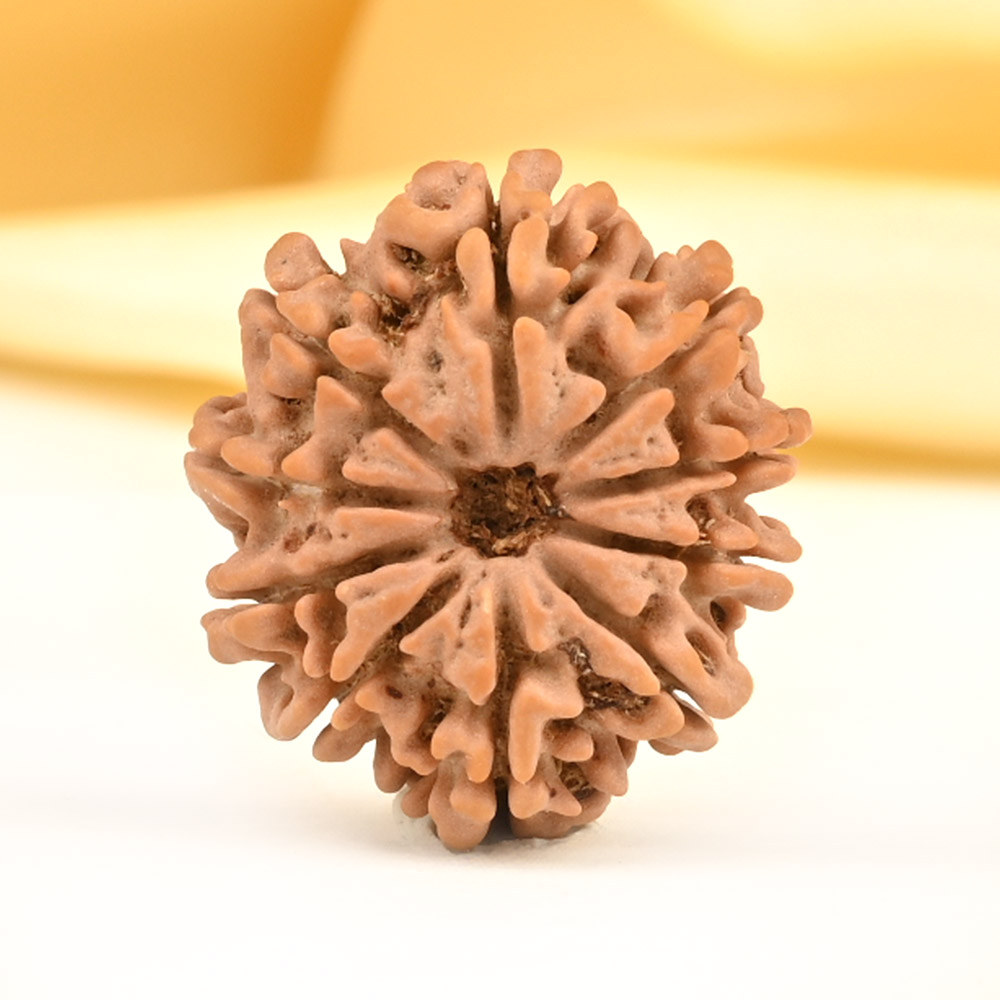 10 Mukhi from Nepal Small - CDXVII