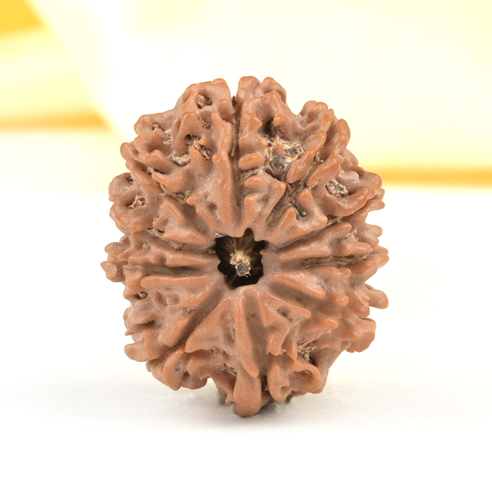 10 Mukhi from Nepal Small - CDXVIII