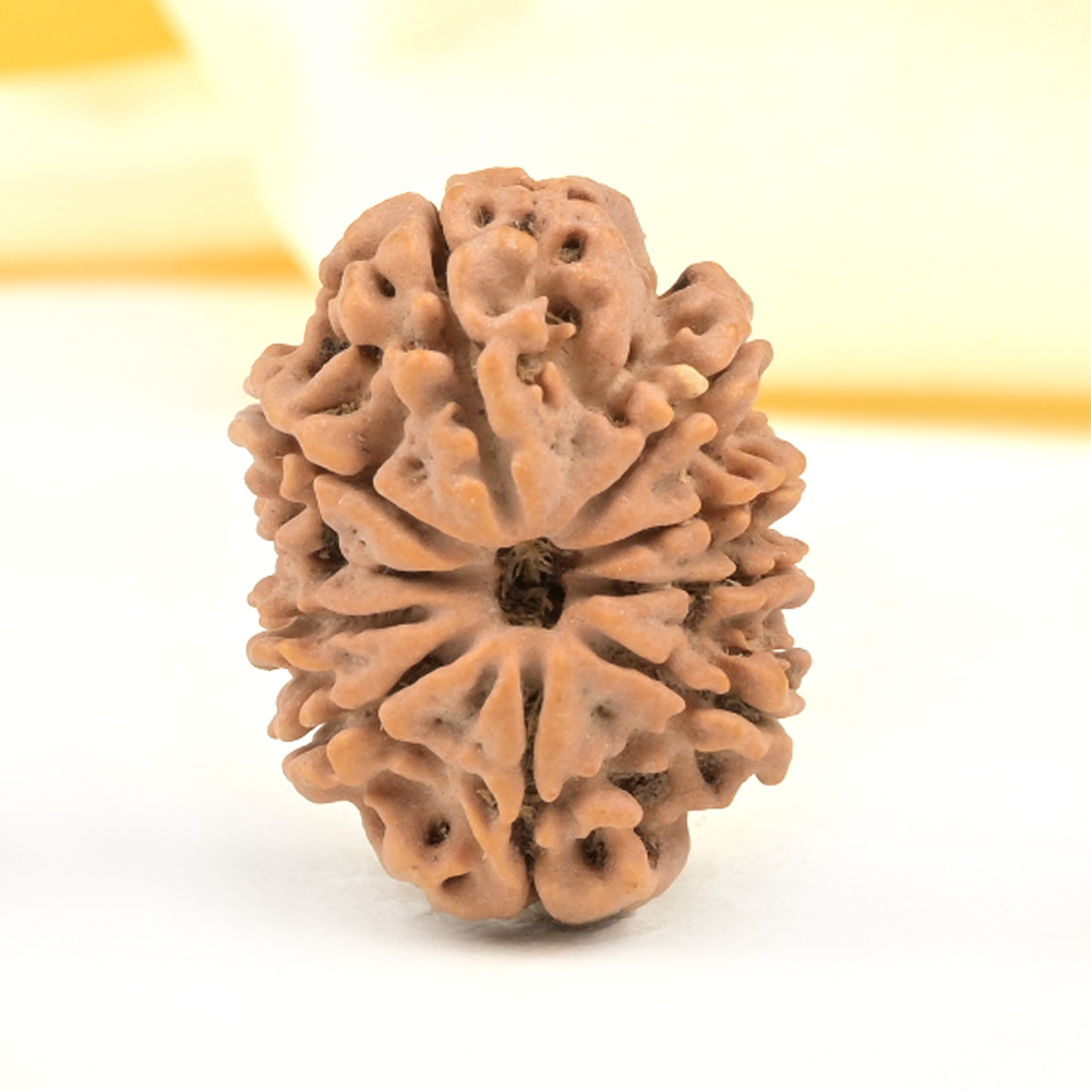 10 Mukhi from Nepal Small - CDXX