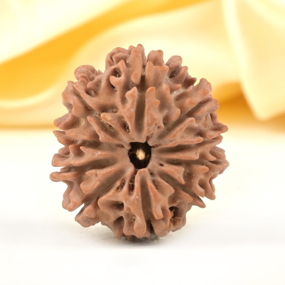 10 Mukhi from Nepal Small - CDXXI