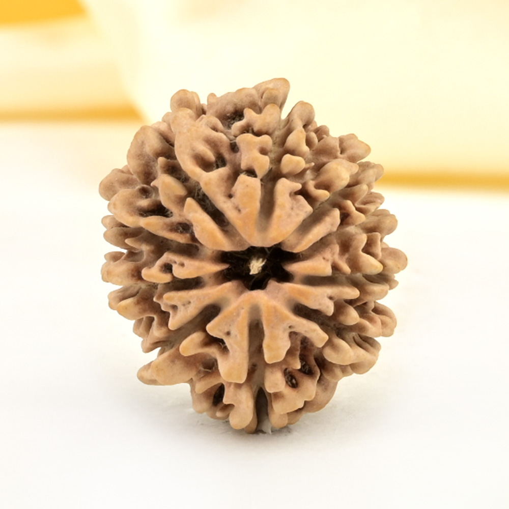 10 Mukhi from Nepal Small - CDXXII