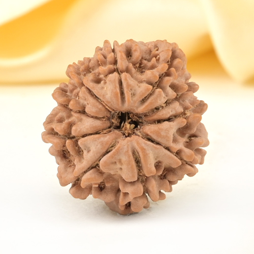 10 Mukhi from Nepal Small - CDXXIII