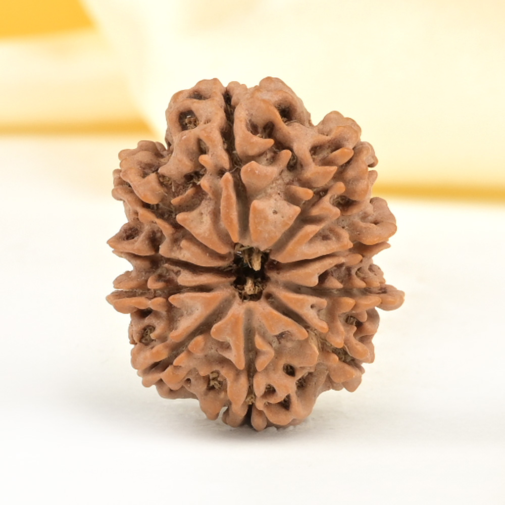 10 Mukhi from Nepal Small - CDXXIV