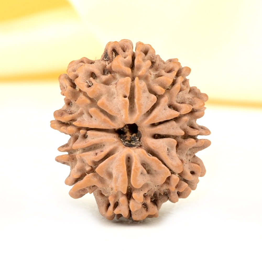 10 Mukhi from Nepal Small - CDXXV