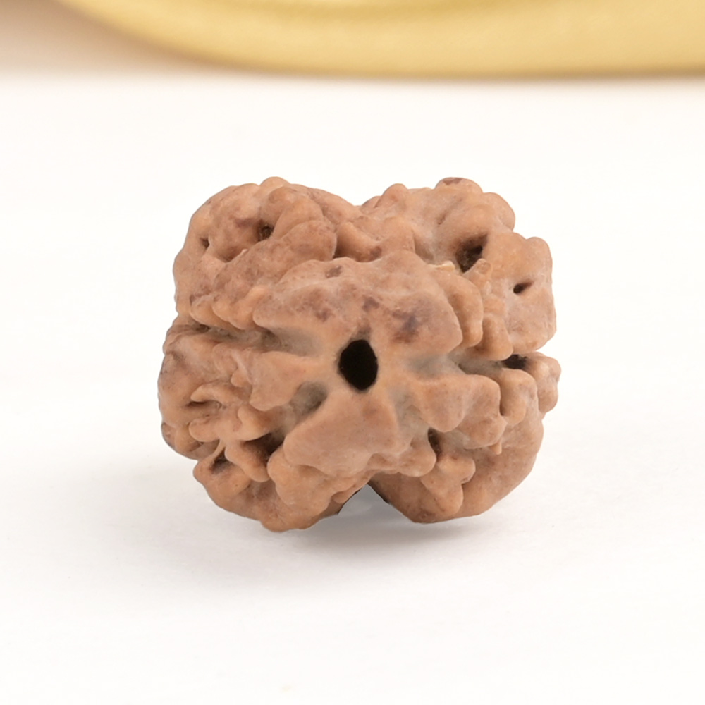 Rare 2 Mukhi Nepali Large - CXXVI