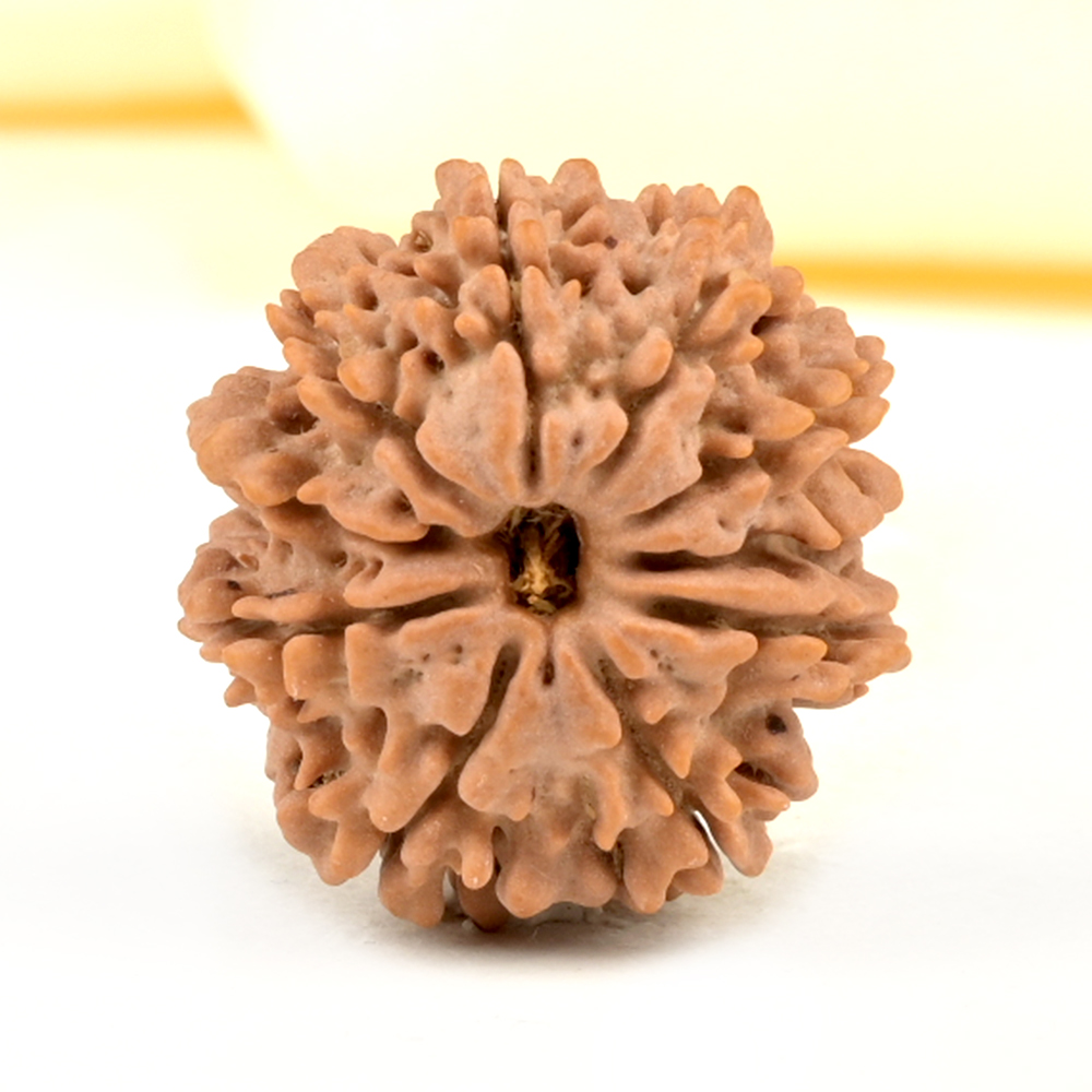 10 Mukhi from Nepal Small - CDXXVI