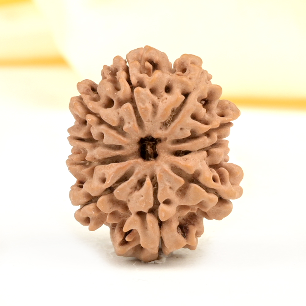 10 Mukhi from Nepal Small - CDXXVII