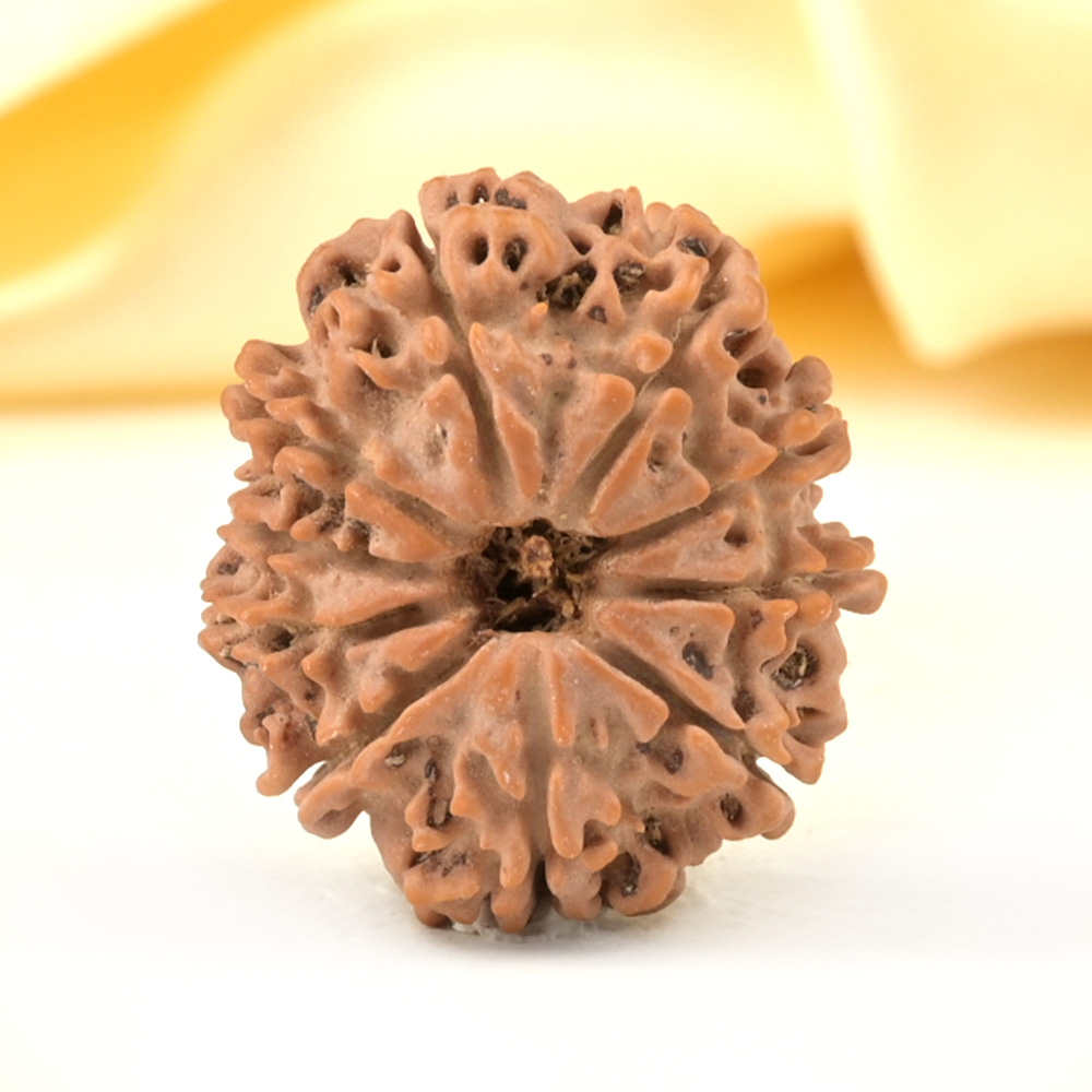 10 Mukhi from Nepal Small - CDXXVIII