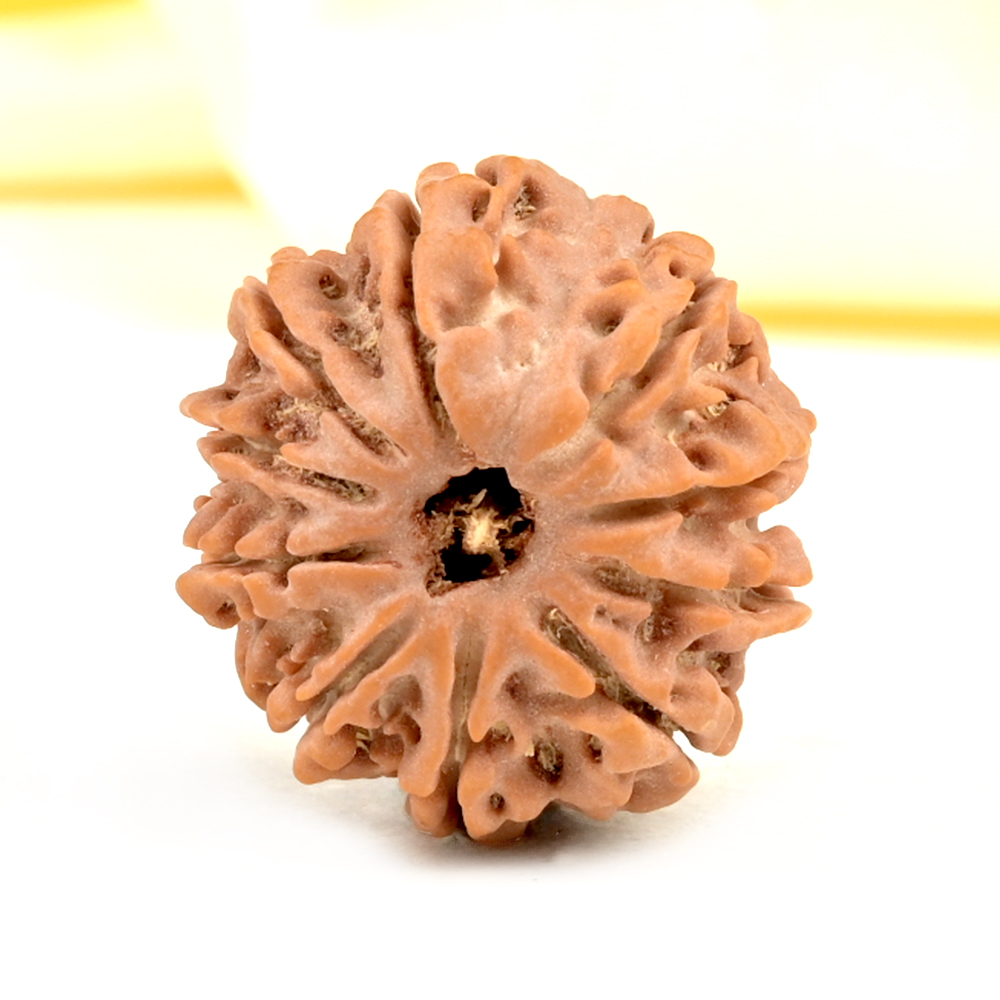 10 Mukhi from Nepal Small - CDXXX