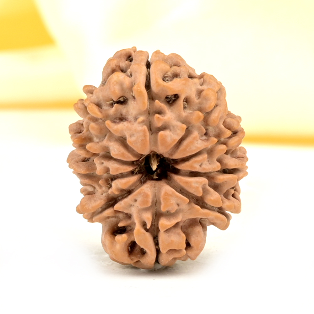 10 Mukhi from Nepal Small - CDXXXI