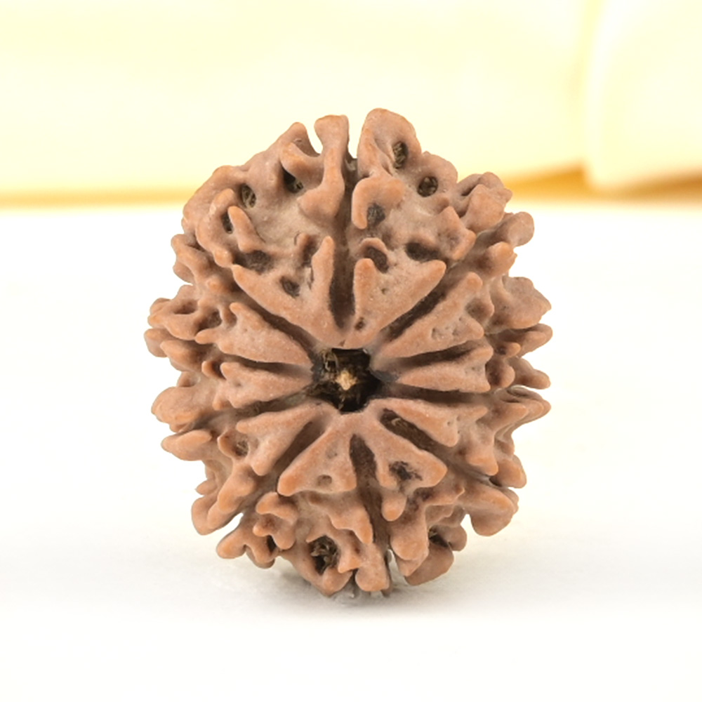 10 Mukhi from Nepal Small - CDXXXII