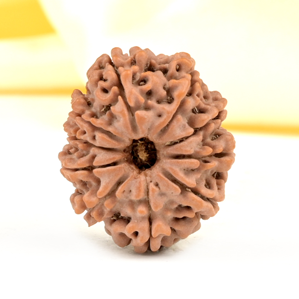 10 Mukhi from Nepal Small - CDXXXIV