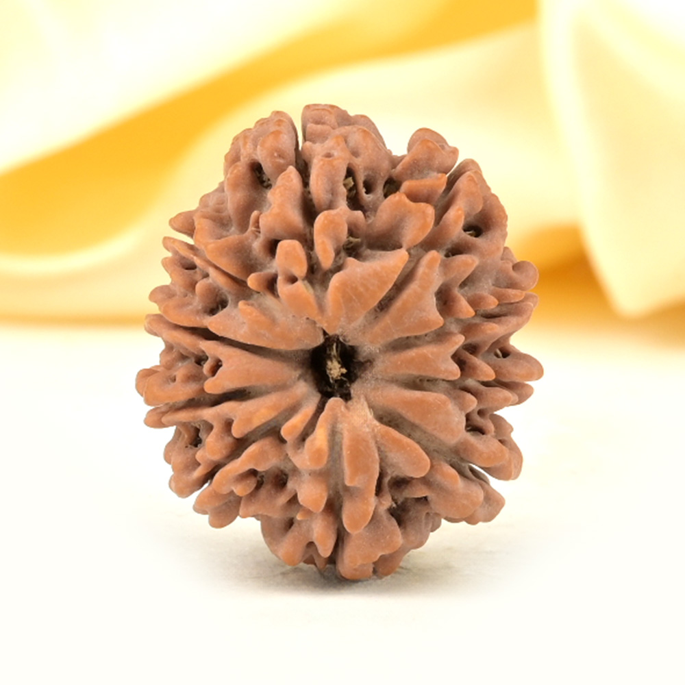 10 Mukhi from Nepal Small - CDXXXV