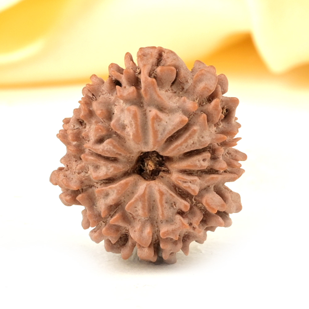 10 Mukhi from Nepal Small - CDXXXVI