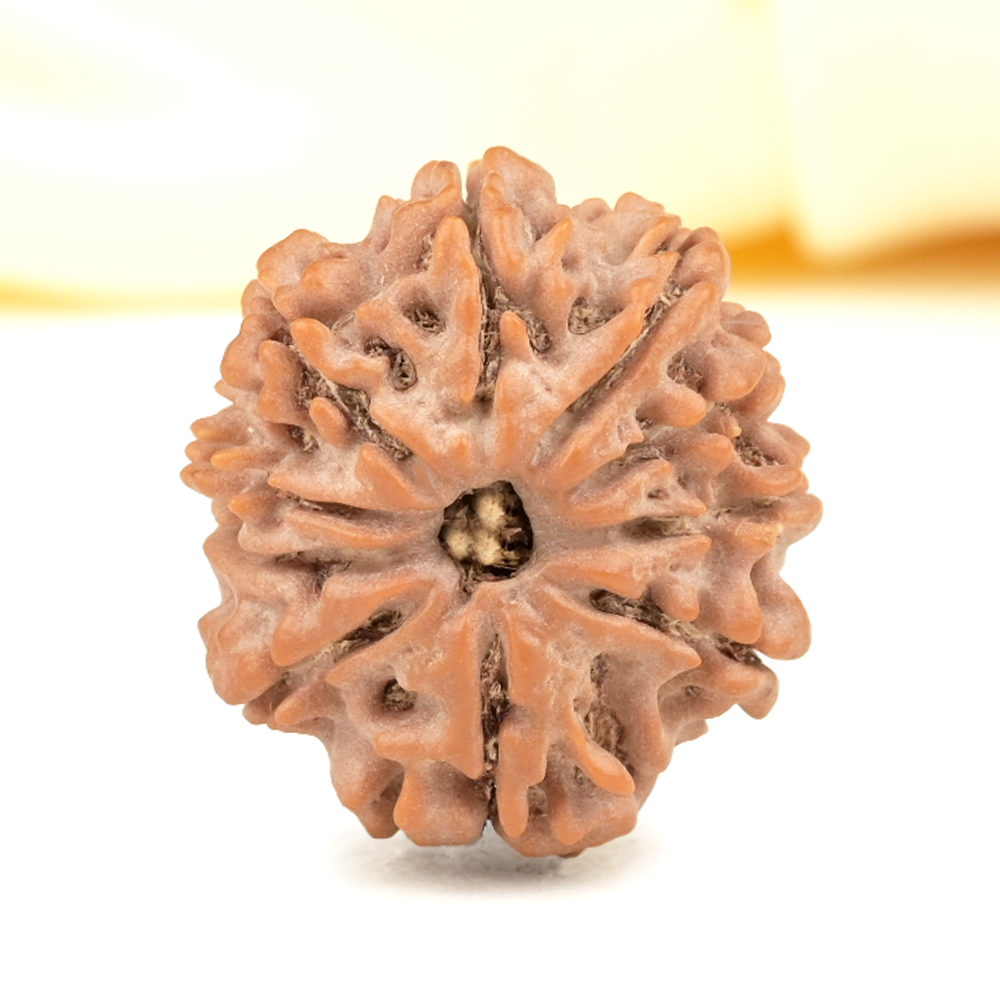 10 Mukhi from Nepal Small - CDXXXVII