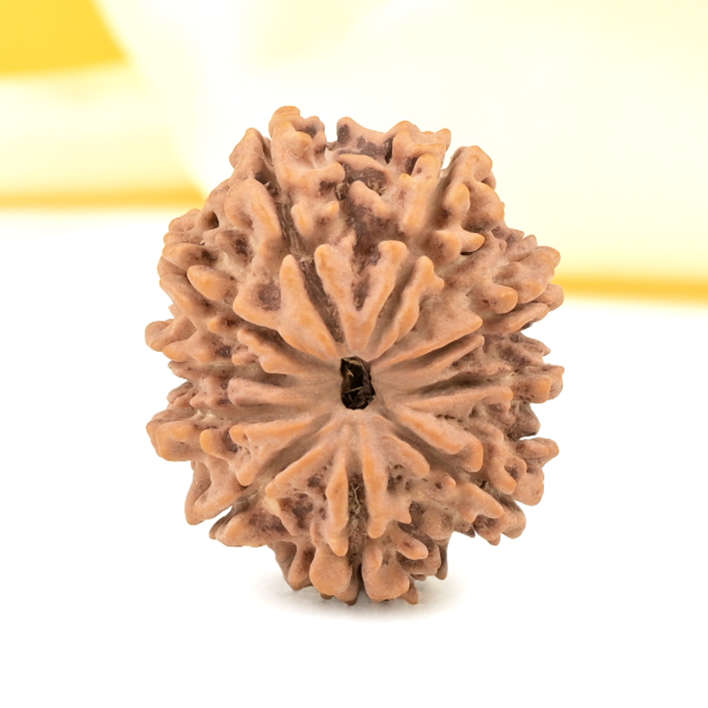 10 Mukhi from Nepal Small - CDXXXVIII