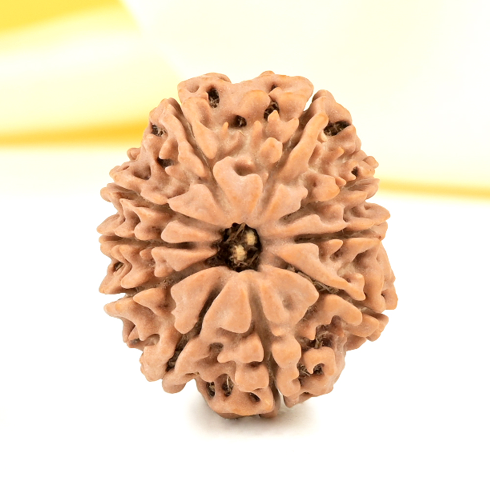 10 Mukhi from Nepal Small - CDXLI