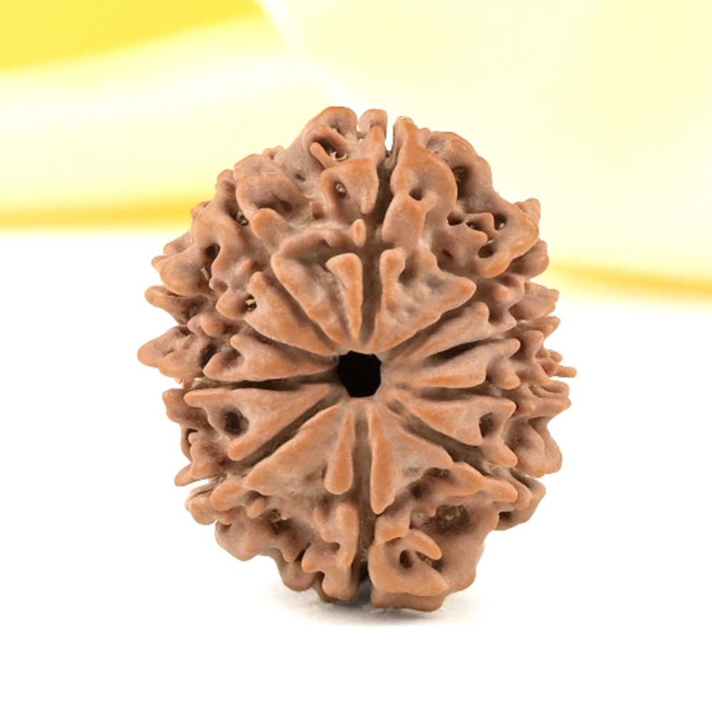 10 Mukhi from Nepal Small - CDXLII