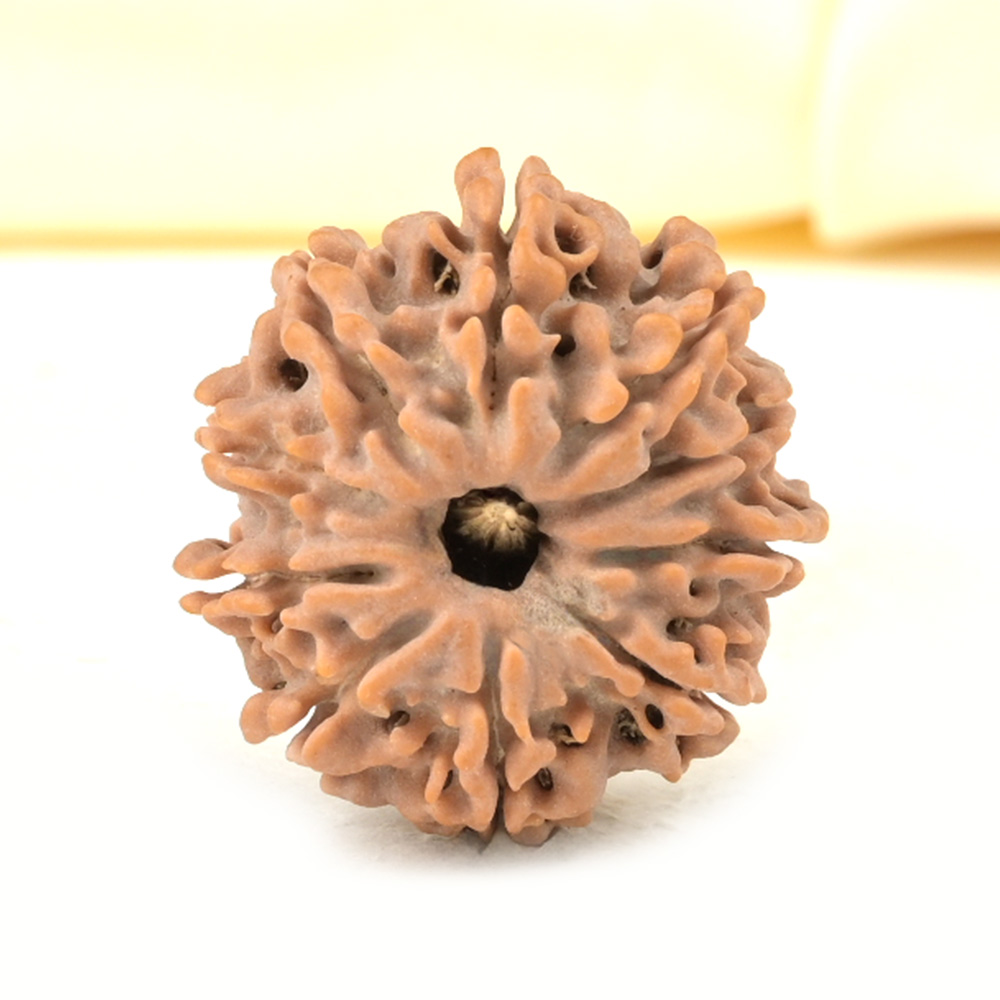 10 Mukhi from Nepal Small - CDXLIII