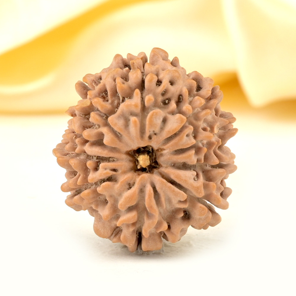 10 Mukhi from Nepal - CCCX