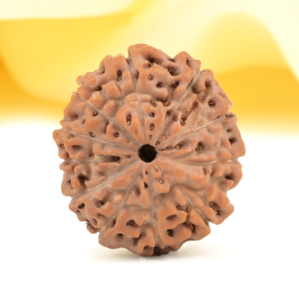 Collector 11 Mukhi from Java Indonesia - CXIV