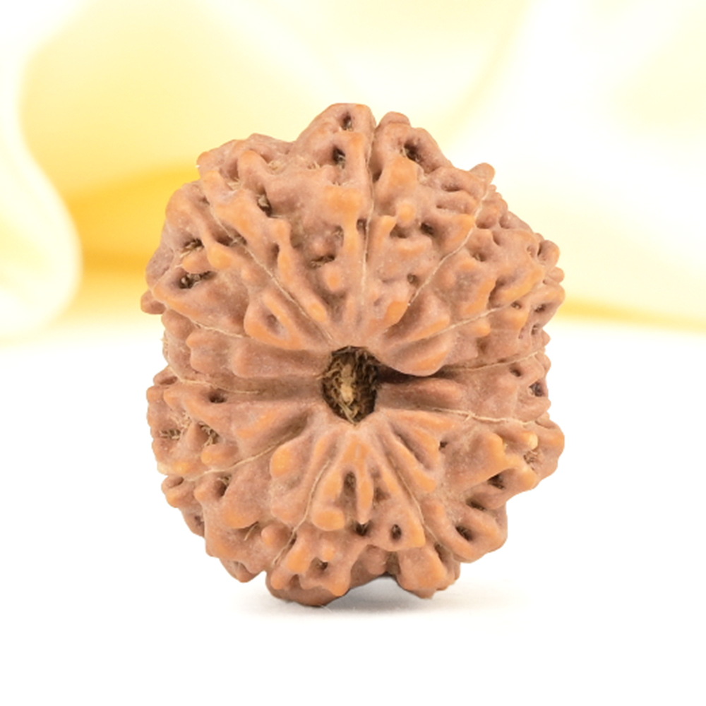 Collector 11 Mukhi from Java Indonesia - CXV