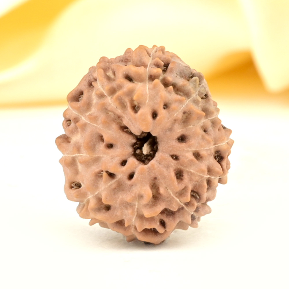 Collector 11 Mukhi from Java Indonesia - CXVI