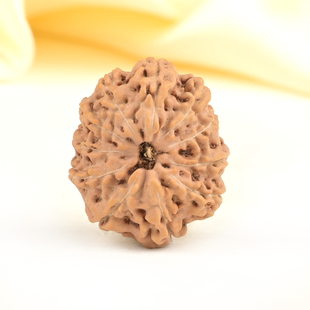 Collector 11 Mukhi from Java Indonesia - CXVII