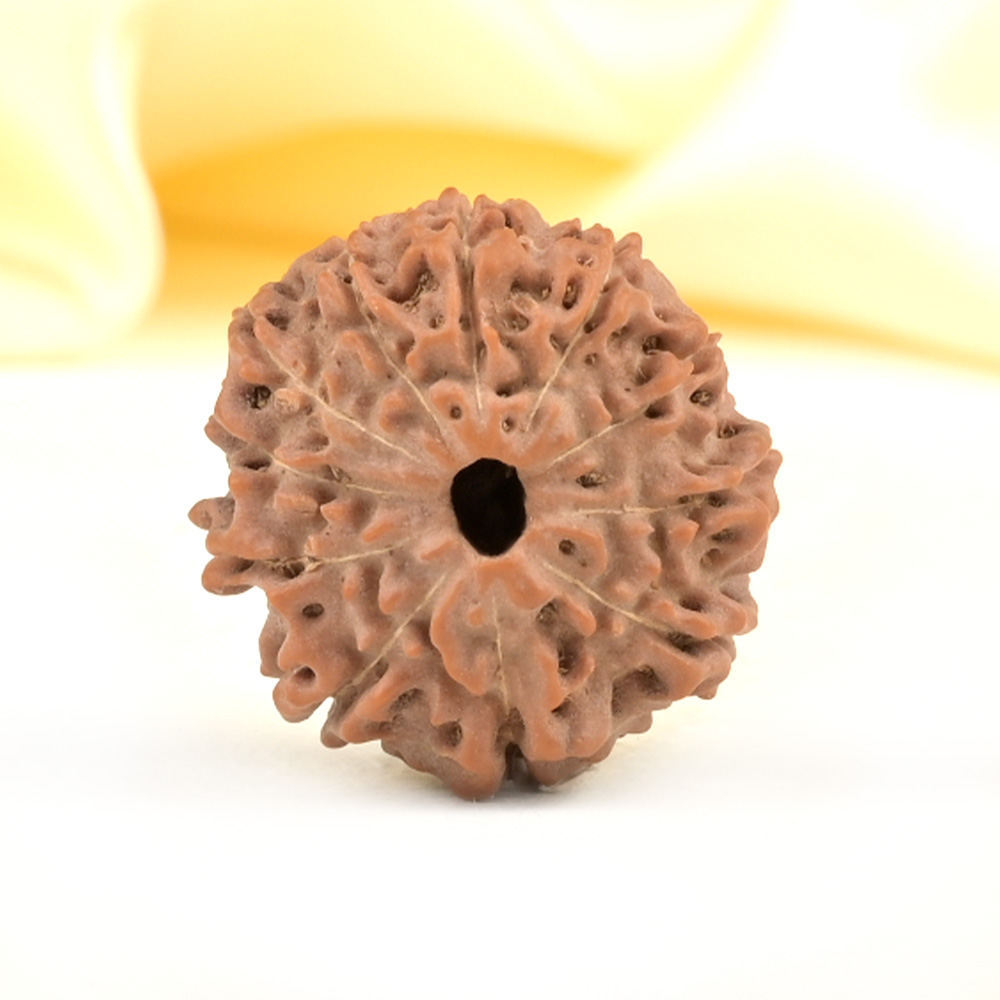 Collector 11 Mukhi from Java Indonesia - CXIX