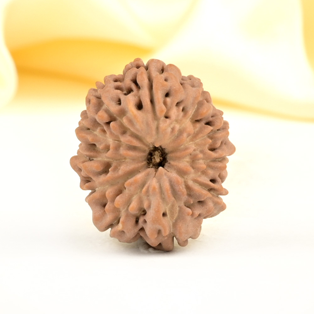 Collector 11 Mukhi from Java Indonesia - CXX