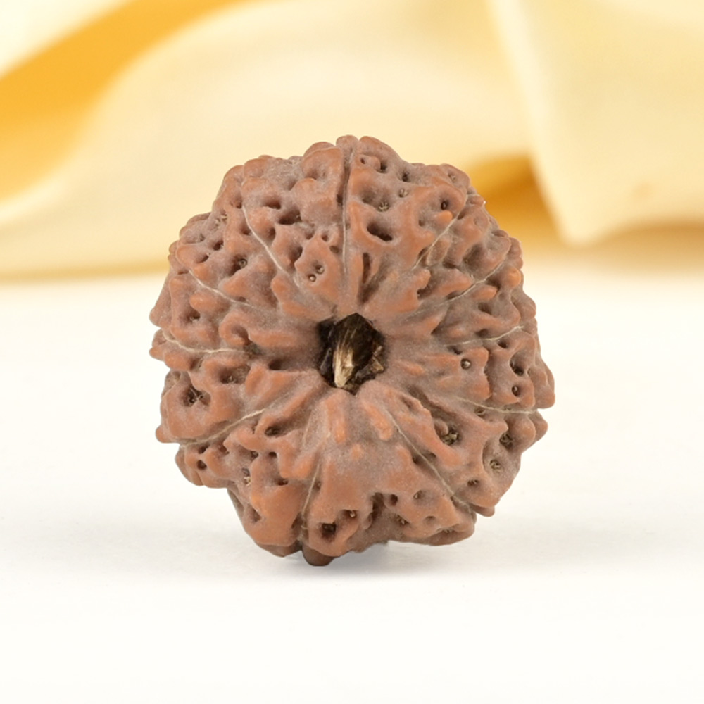 Collector 11 Mukhi from Java Indonesia - CXXI